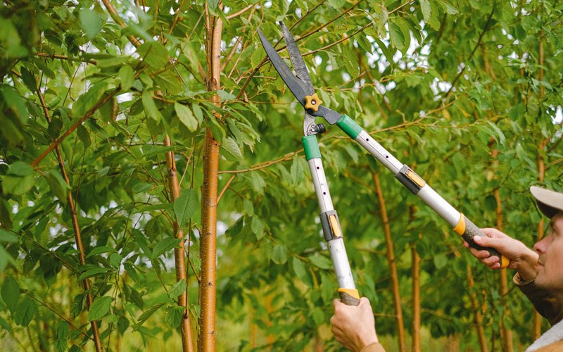 Tree trimming in Burkburnett, TX
