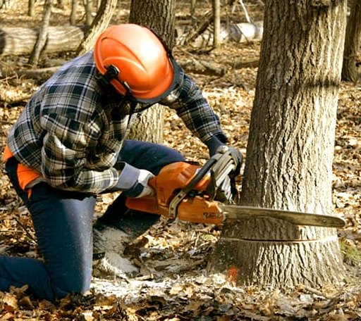 Tree Removal in Burkburnett, TX